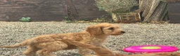 Cockapoo dogs for sale: Stunning Standard Cockapoos  - Advert 17