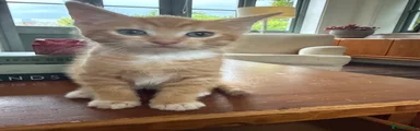 Ginger Boy 2