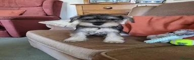 Miniature Schnauzer 3