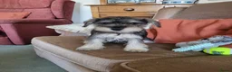 Miniature Schnauzer dogs for sale: Lovely miniature schnauzer's - Advert 7