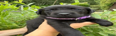 Labrador Retriever 6 - Purple Collar