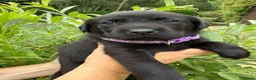 Labrador Retriever dogs for sale: Beautiful KC Black Labrador Retriever Puppies  - Advert 9