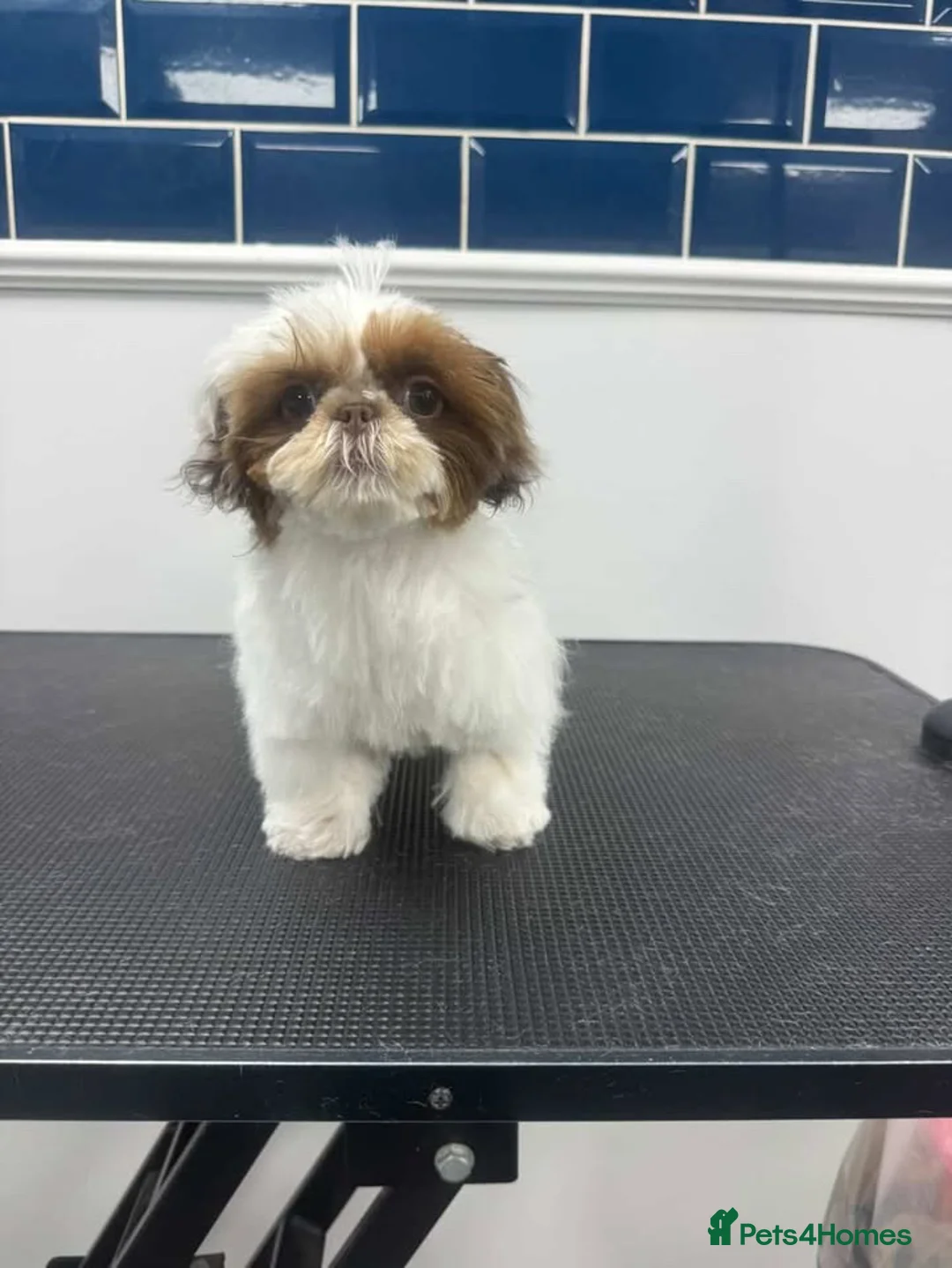 Shih Tzu dogs for sale: Imperial shih tzu in Liverpool - Advert 2