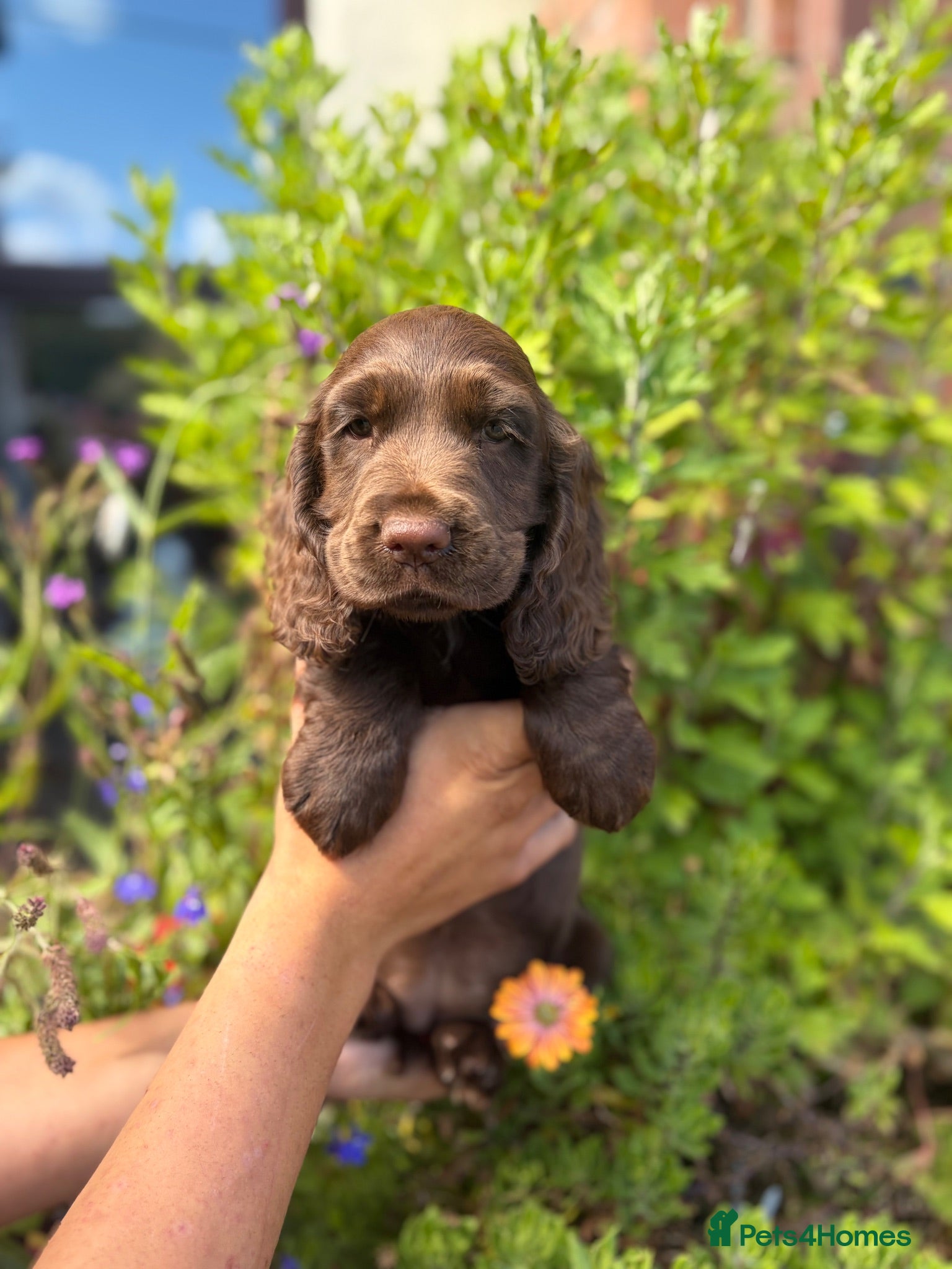 Cocker Spaniel dogs Choclate Show Cocker Girl available 8 weeks 😍 - Advert 2