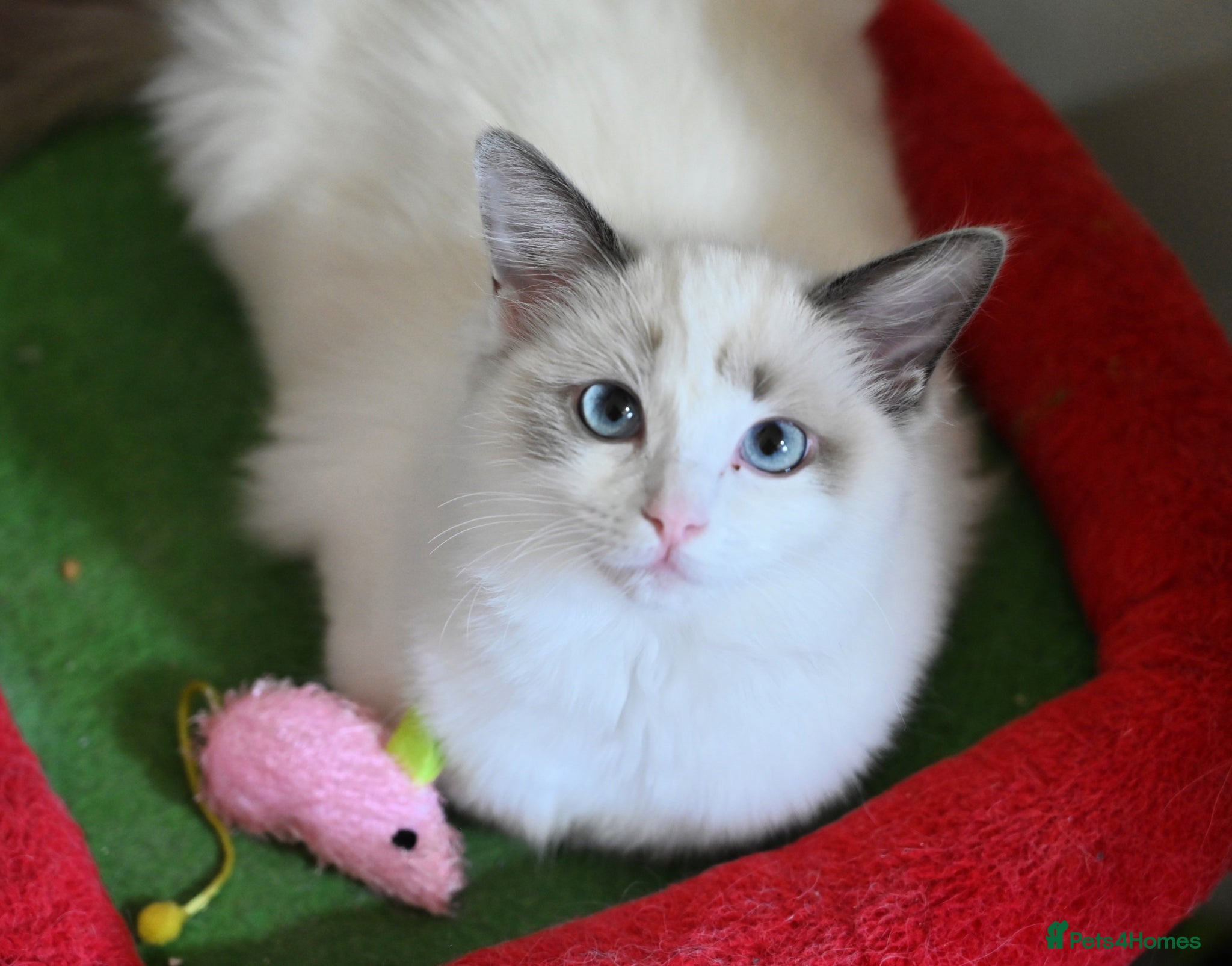 Ragdoll cats Ready now TICA Ragdoll Blue Bicolour girl - Advert 12