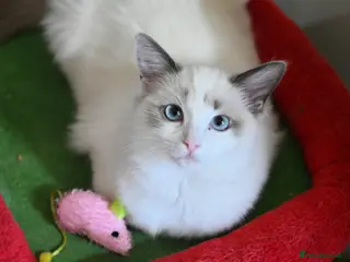 Ragdoll cats Ready now TICA Ragdoll Blue Bicolour girl - Advert 2