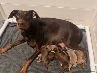 Dobermann dogs Chocolate & Isabella Doberman puppies for sale - Advert 6