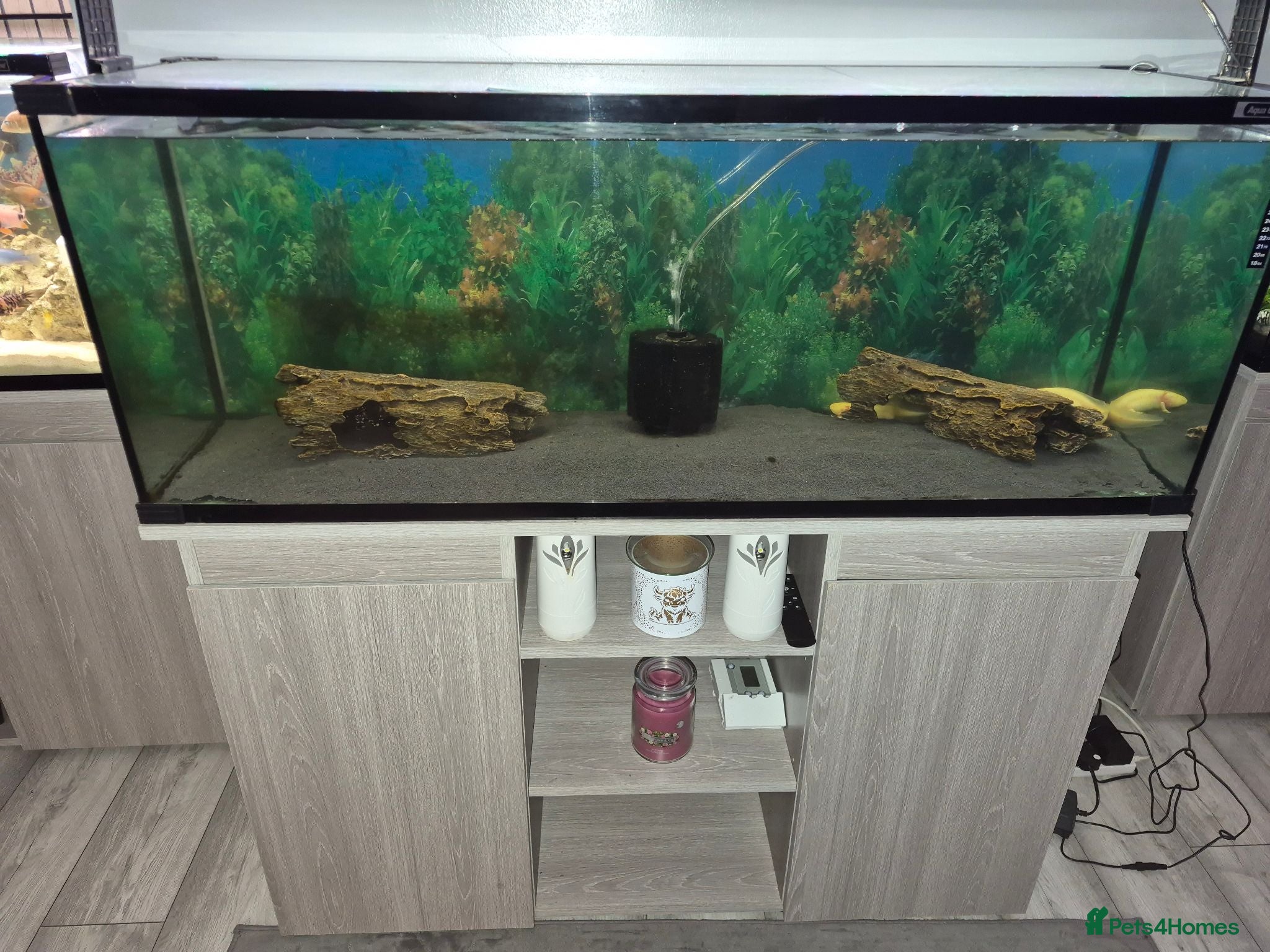 Mixed Breed invertebrates 5 x axolotls  - Advert 4