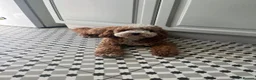 Mixed Breed dogs for sale: 10 m/o F2 Cockapoo in need of quiet home - Advert 1