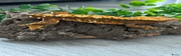 Gecko reptiles for sale: Crested Gecko Male Dalmatian 3 years old  - Advert 7