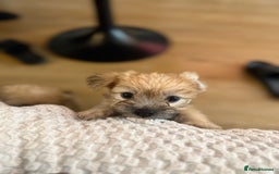 Mixed Breed dogs for sale: Lovely Poppies in Bexleyheath  - Image 6