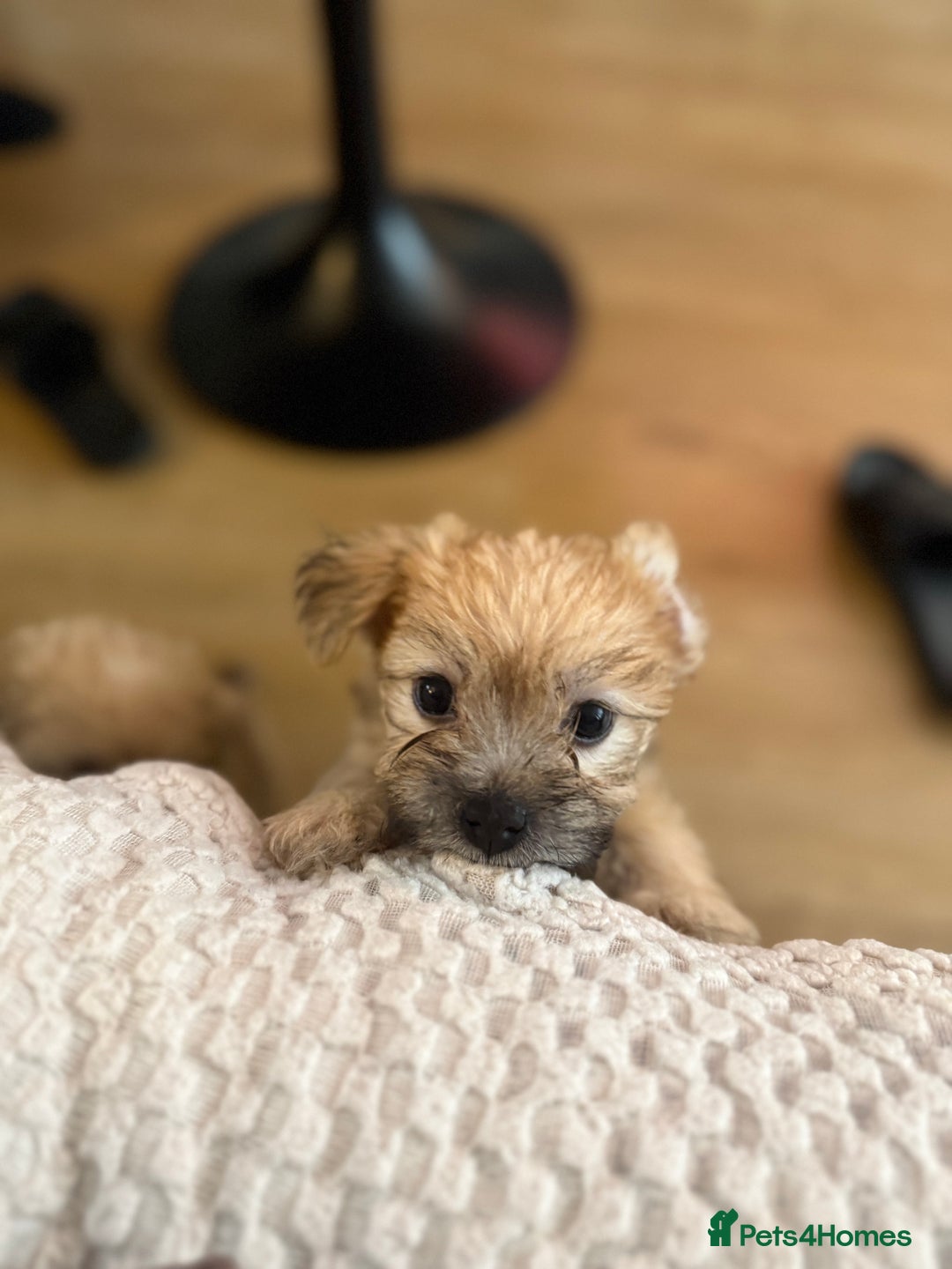 Mixed Breed dogs for sale: Lovely Poppies in Bexleyheath  - Image 6