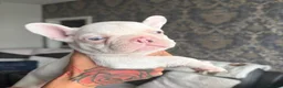 French Bulldog dogs for sale: FRENCH BULLDOG GIRLS - Advert 4