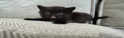 British Shorthair cats for sale:     Beautiful British Shorthair Cross Kittens - Advert 22
