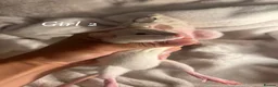 Rat rodents for sale: Baby rats  - Advert 3
