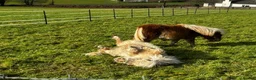 Shetland pony horses for sale: Adorable Miniature Shetland in Looe - Advert 6
