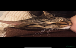 British Longhair cats for sale: Cat needs new home - Image 4