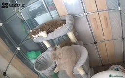 British Longhair cats for sale: Cinnamon bi colour longhair,fawn Shorthair  - Image 3