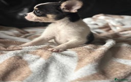 Mixed Breed dogs for sale: French poms *READY NOW 2 LEFT* - Image 1