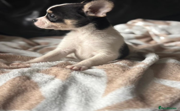 Mixed Breed dogs - Advert 1
