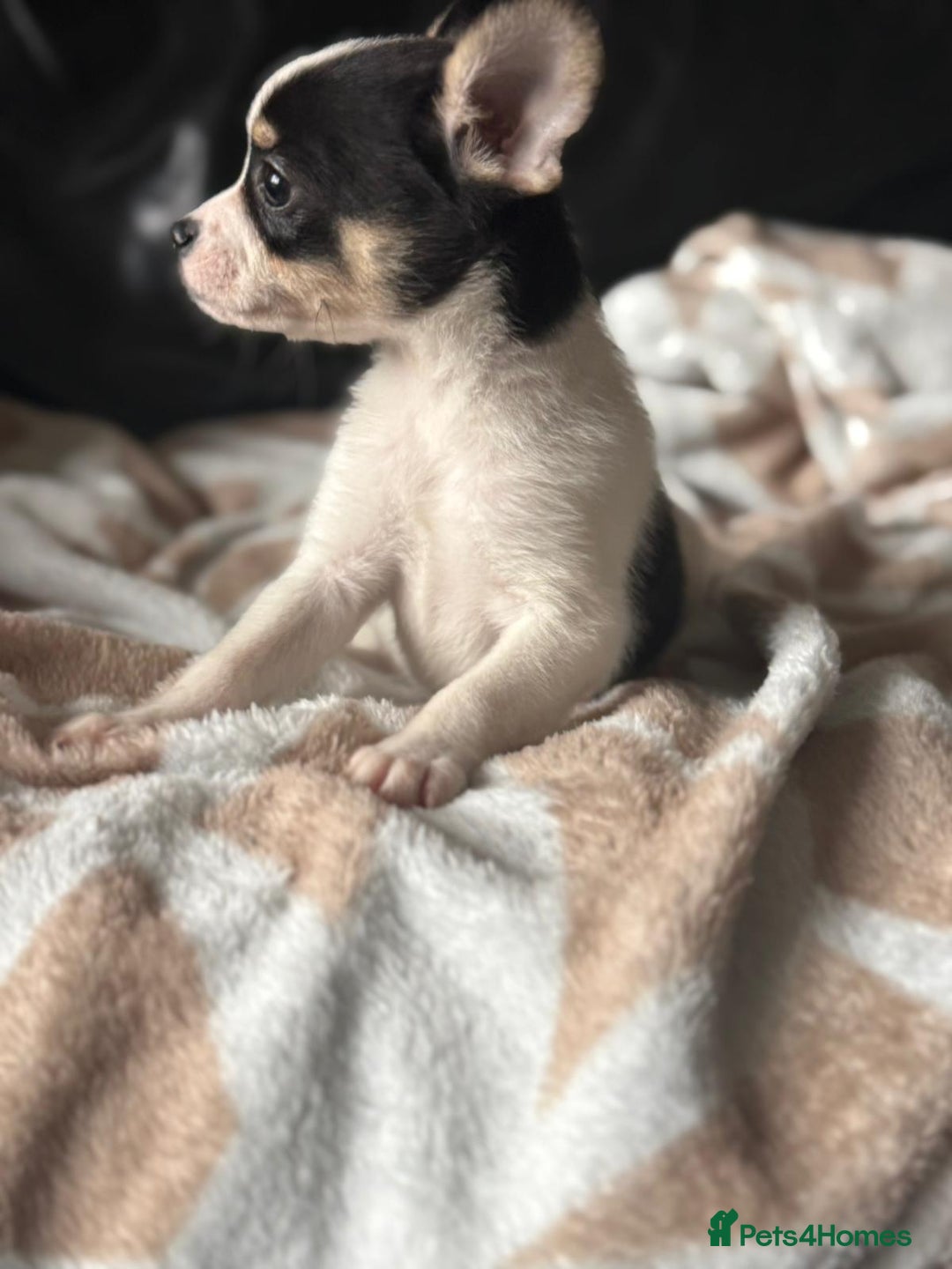 Mixed Breed dogs for sale: French poms *READY NOW 2 LEFT* - Image 1