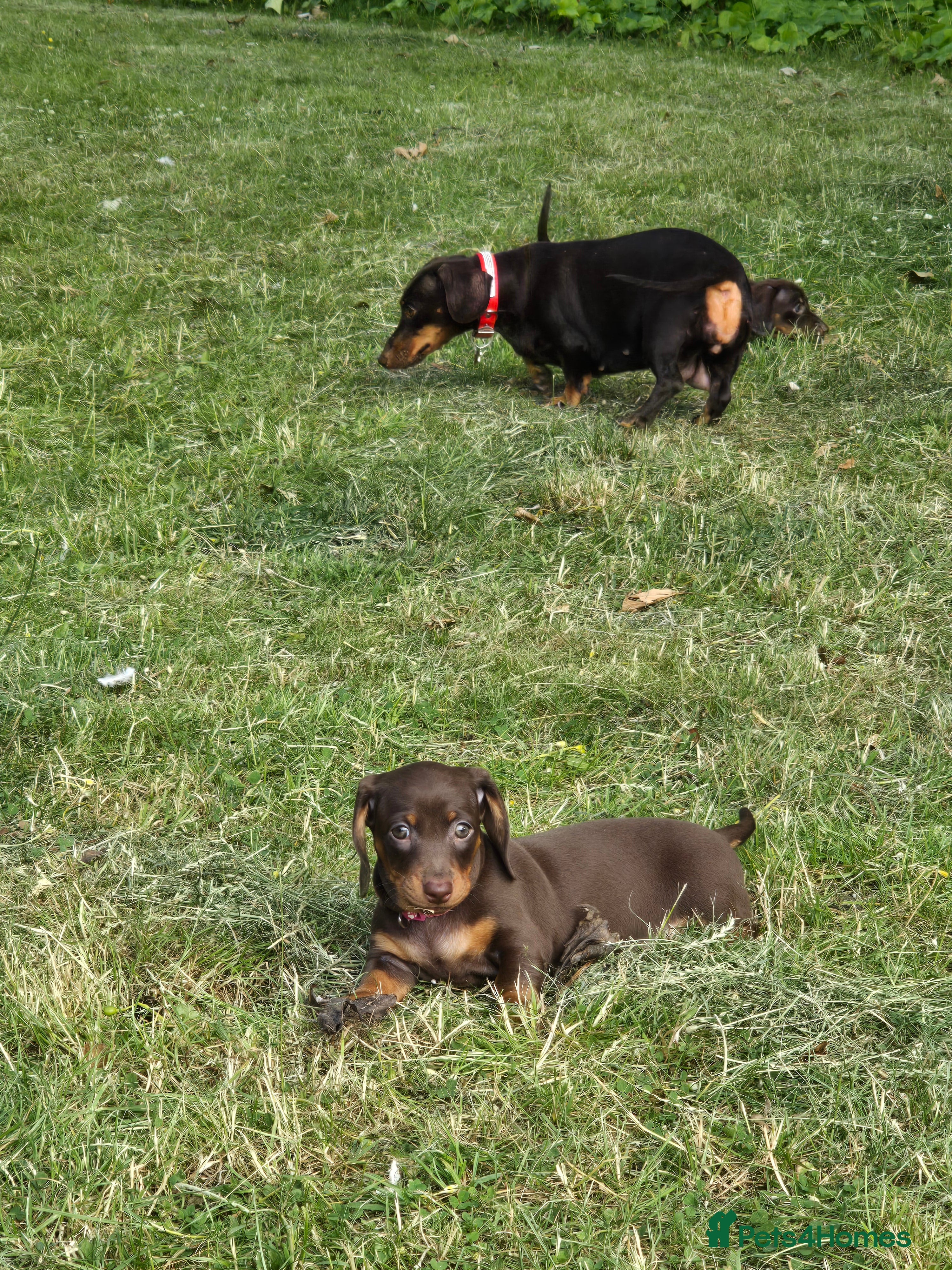 Miniature Dachshund dogs Miniature dachshund - Advert 2
