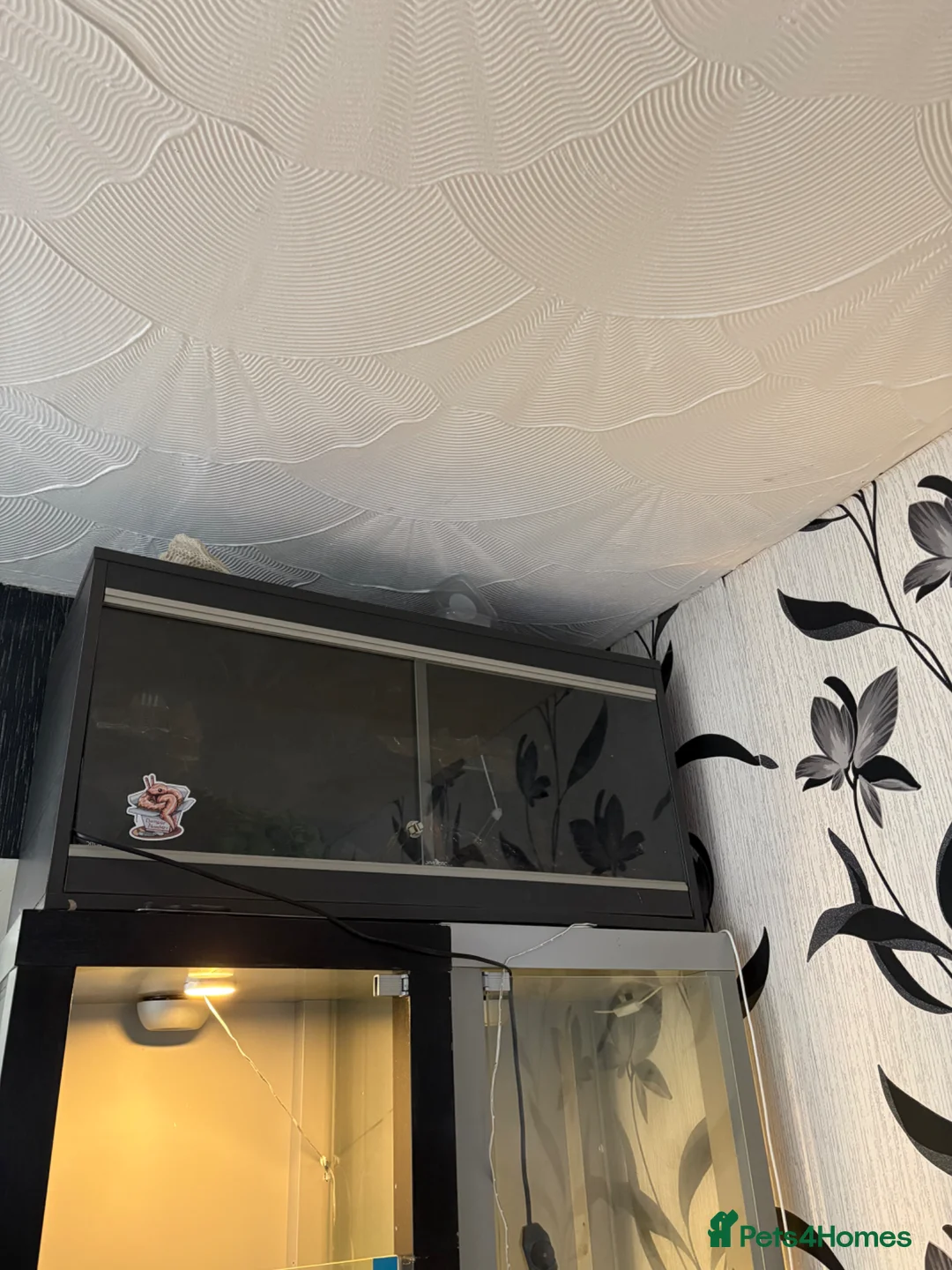 Snake reptiles for sale: Ball python & viv in Saint Helens - Advert 3