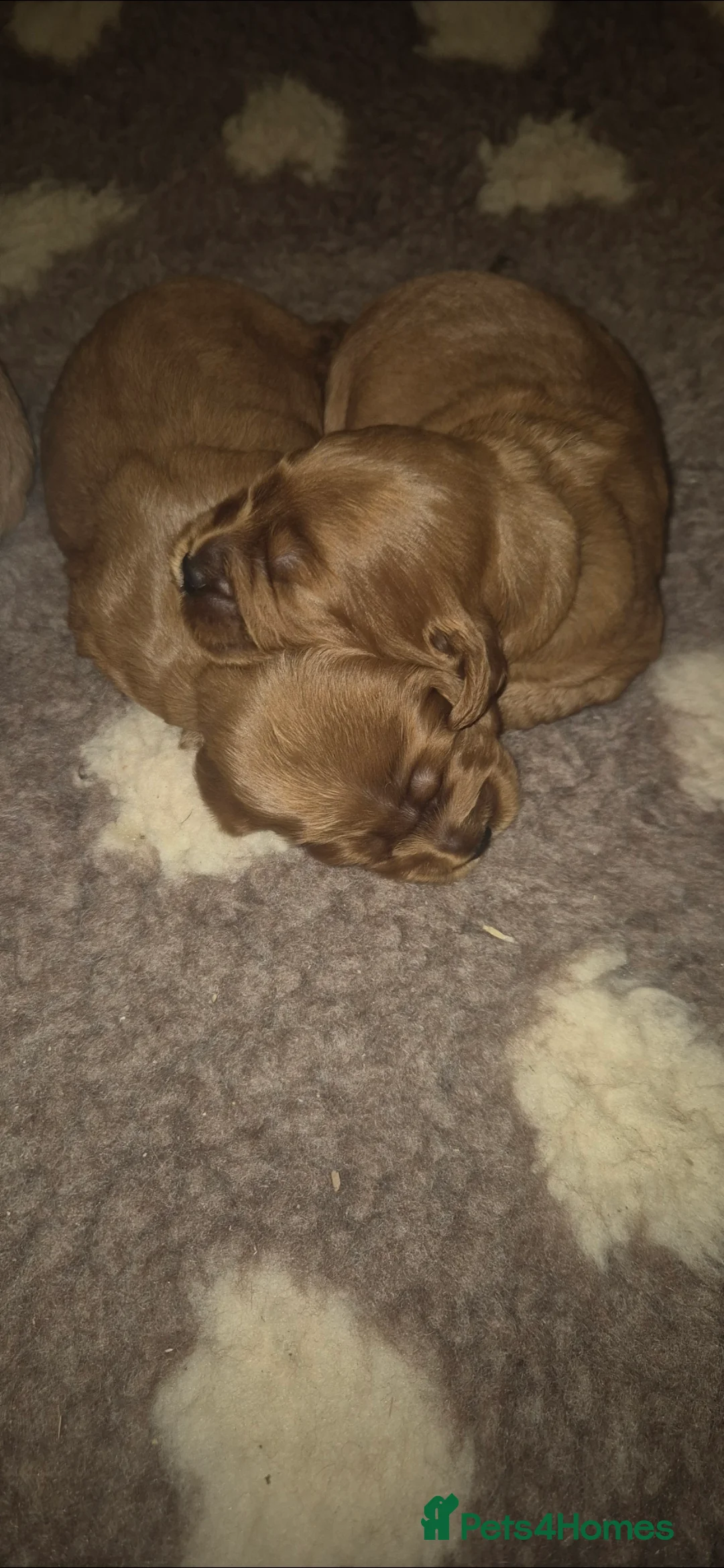 Cockapoo dogs for sale: *EXTENSIVELY HEALTH TESTED F1 SHOW COCKERPOO* - Advert 1