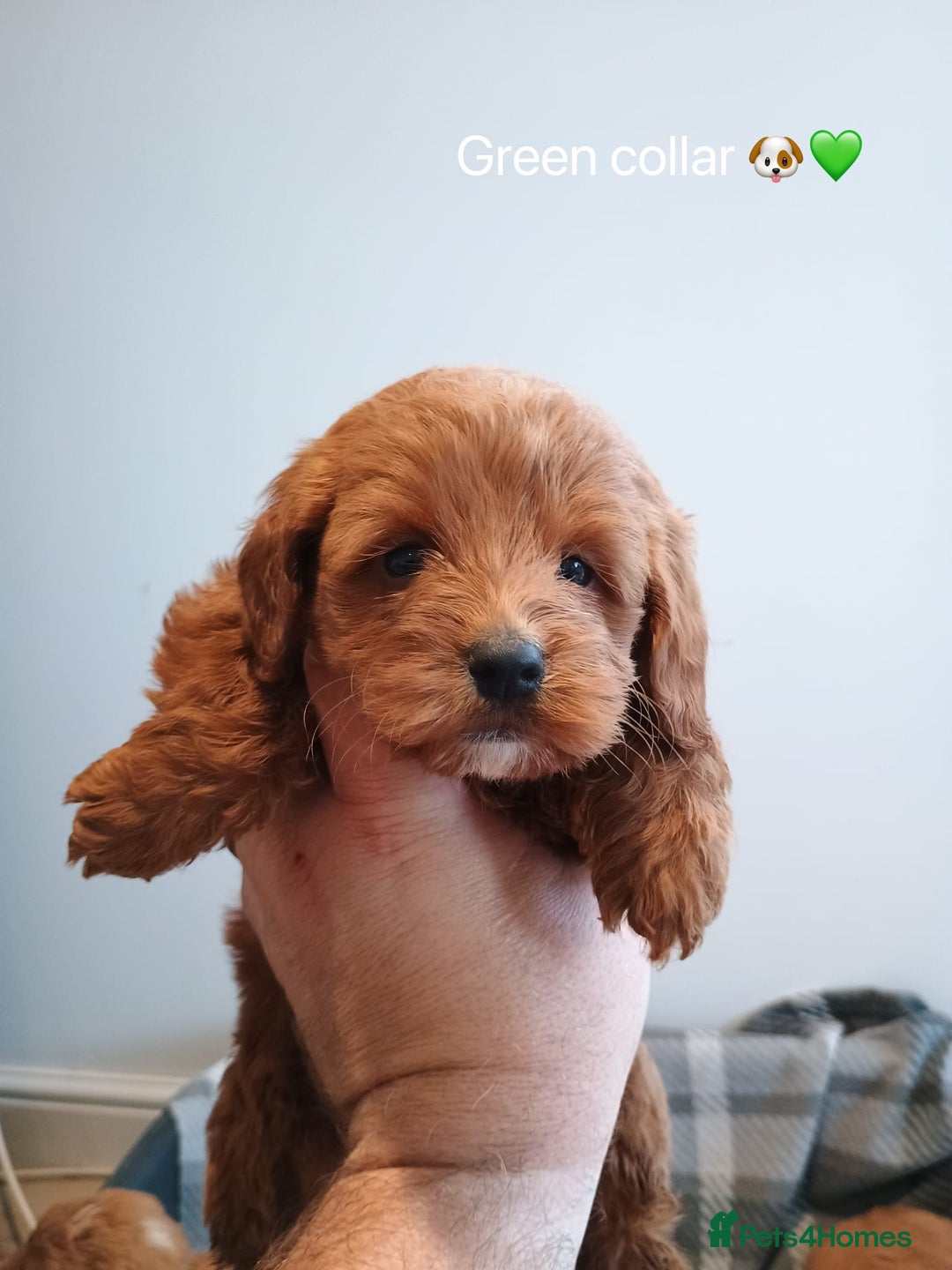 Cockapoo dogs for sale: Cockapoo  - Image 5