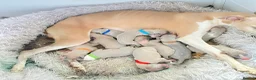Whippet dogs for sale: Beautiful Whippet Puppies  - Advert 4