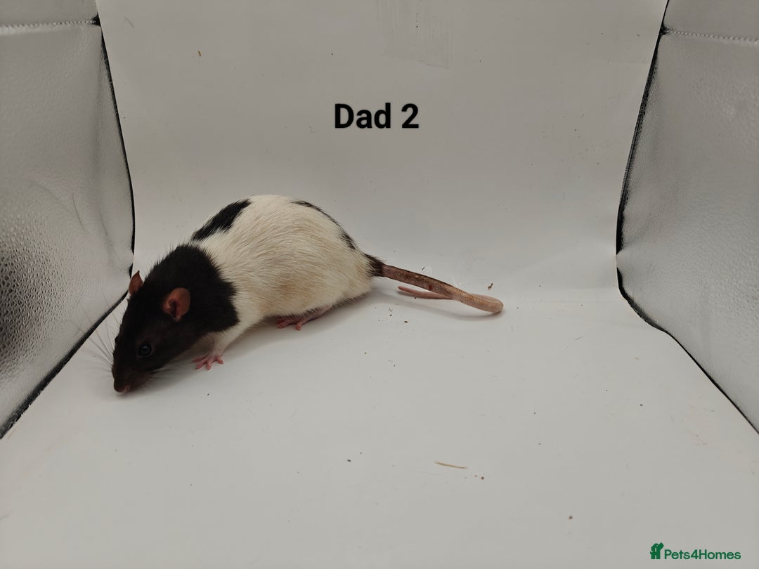 Rat rodents for sale: October Litters: 32 Rats For Sale - Image 36