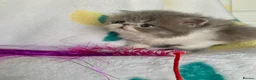 Persian cats for sale: Pedigree Persian Kitten - Advert 6