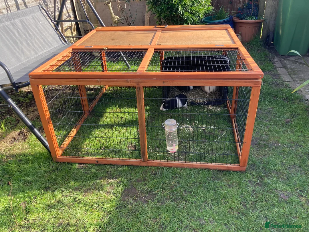 Guinea Pig rodents for sale: 3 Female bonded guinea pigs and set up, hutch etc. - Advert 2