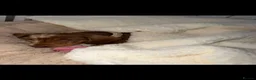 Miniature Dachshund dogs for sale: Miniature dachshund dapple female🤍 - Advert 4