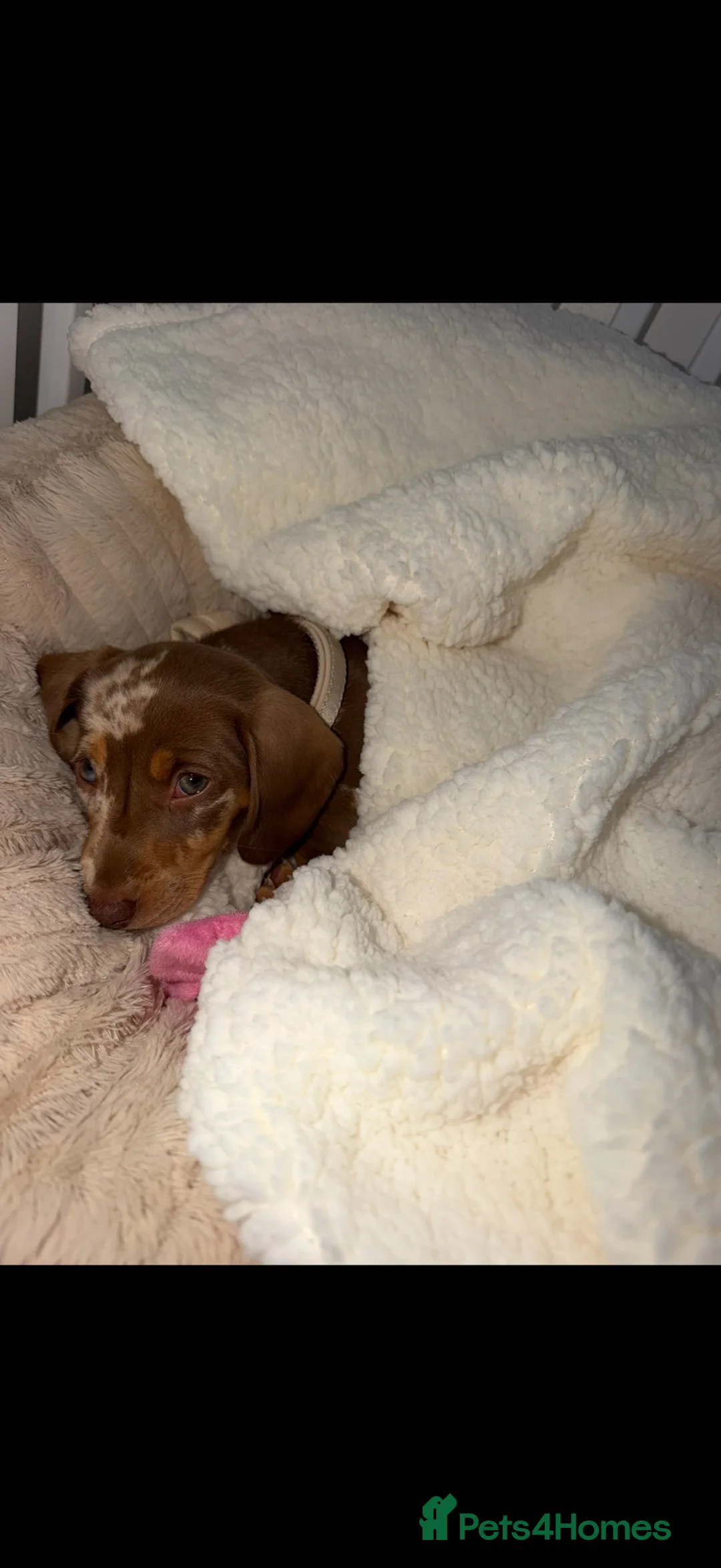 Miniature Dachshund dogs for sale: Miniature dachshund dapple female🤍 - Advert 4