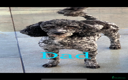 Labradoodle dogs for sale: Miniature Labradoodle Pups - Image 33