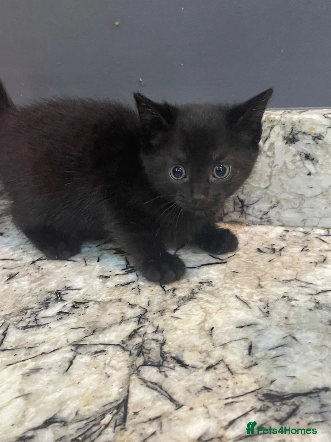 Mixed Breed cats for sale: 3 Gorgous Kittens! - Advert 2