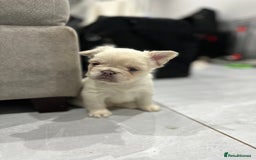 French Bulldog dogs for sale: Beautiful French bulldogs  - Advert 1