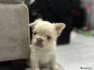 French Bulldog dogs Beautiful fluffy French bulldogs - Advert 18