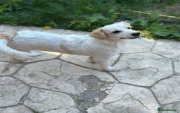 Mixed Breed dogs for adoption: SNOOPYBOLT, a handsome puppy boy for a Loving Home - Image 6