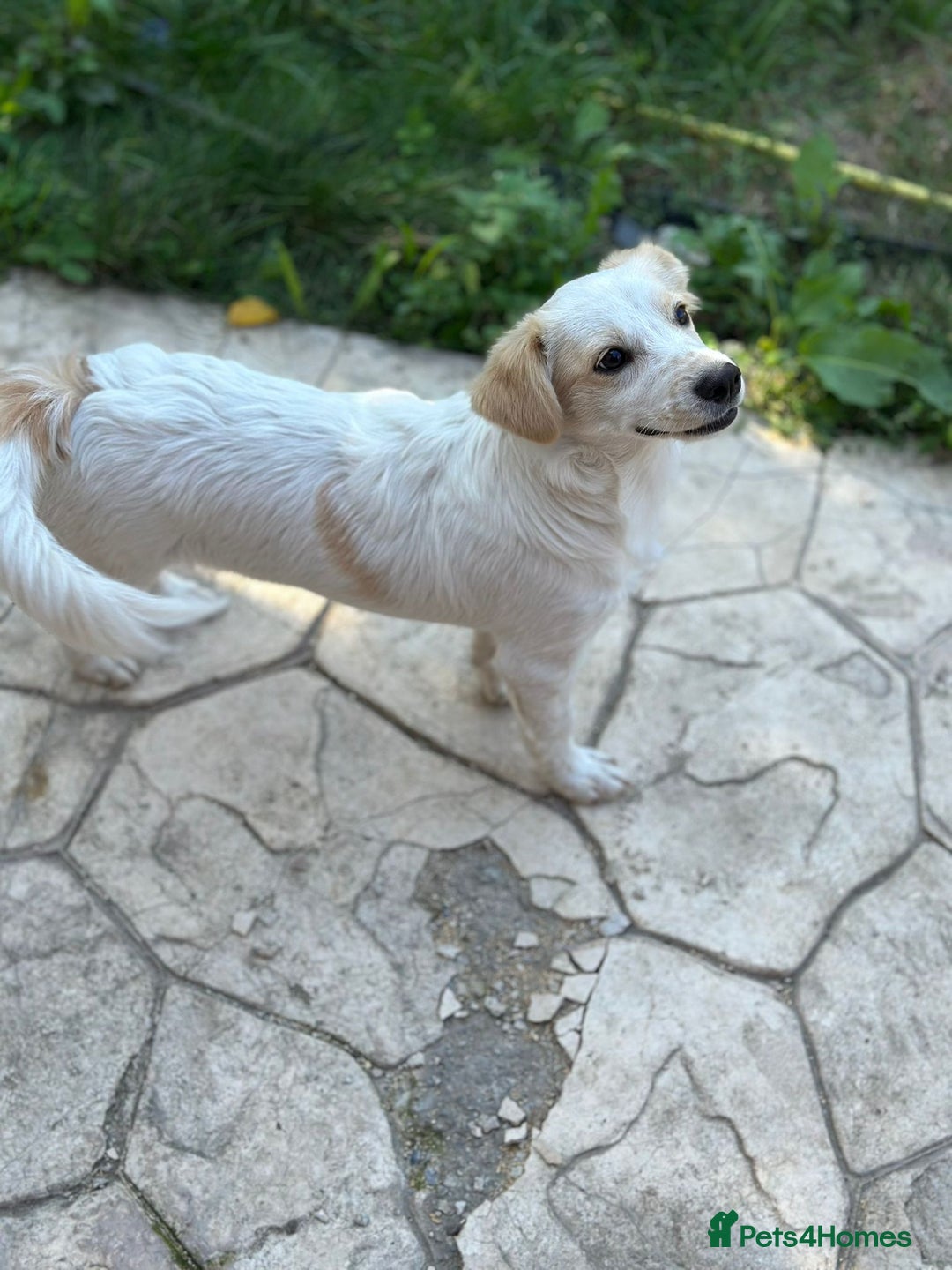 Mixed Breed dogs for adoption: SNOOPYBOLT, a handsome puppy boy for a Loving Home - Image 6