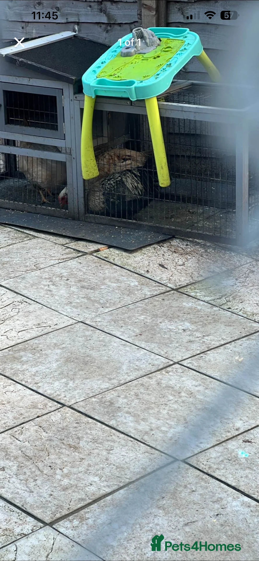 Mixed Breed livestock for sale: chickens for sale - Advert 2