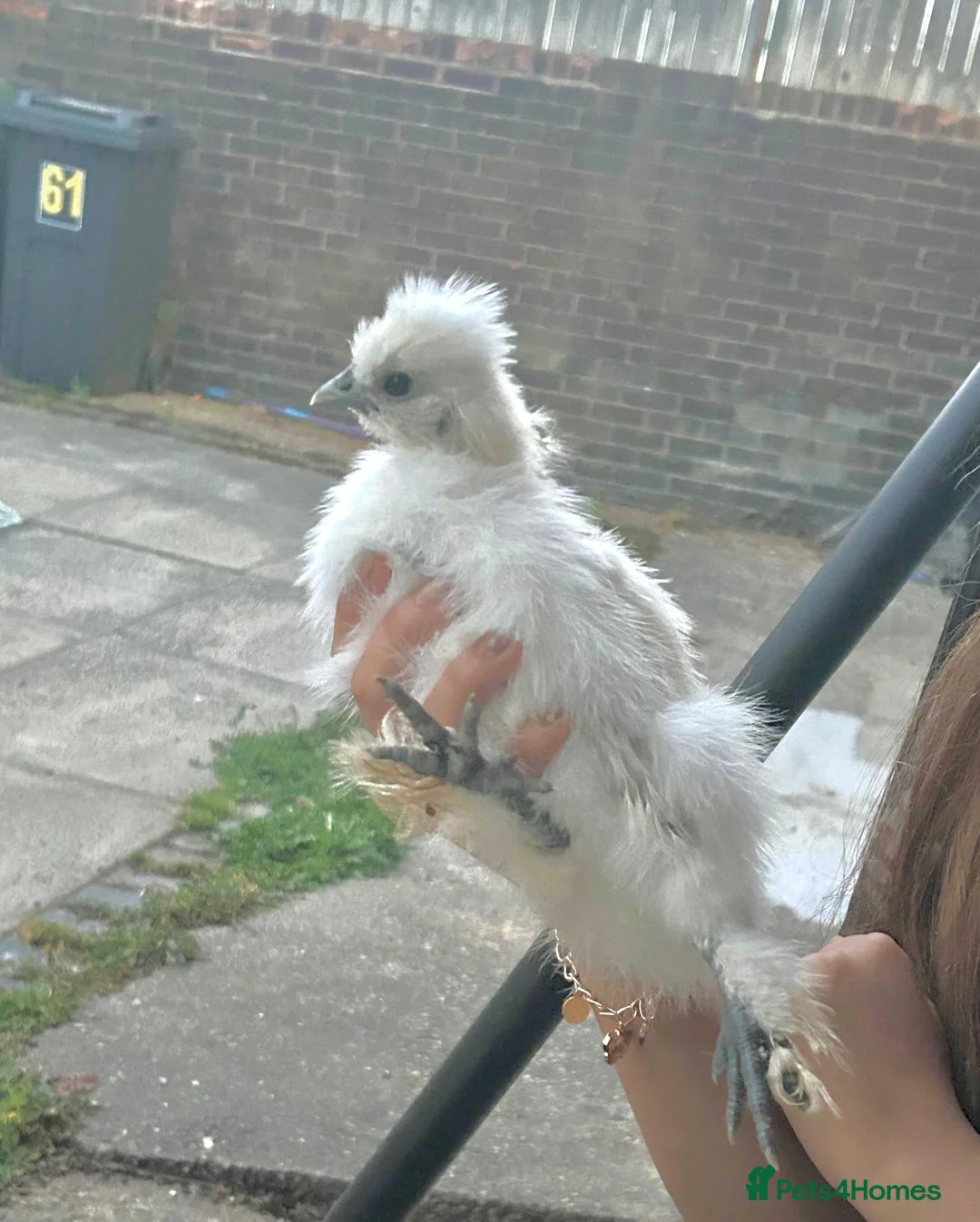 Mixed Breed birds for sale: 3 silkie x pekins 2females one male  in Dewsbury - Advert 2
