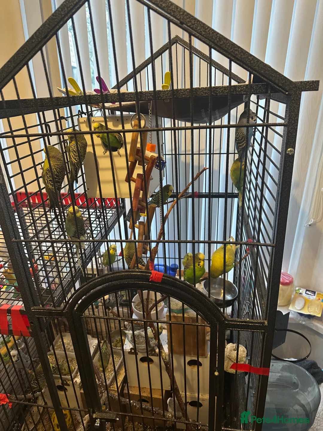 Budgerigars birds for sale: Mixed budgies - Advert 6