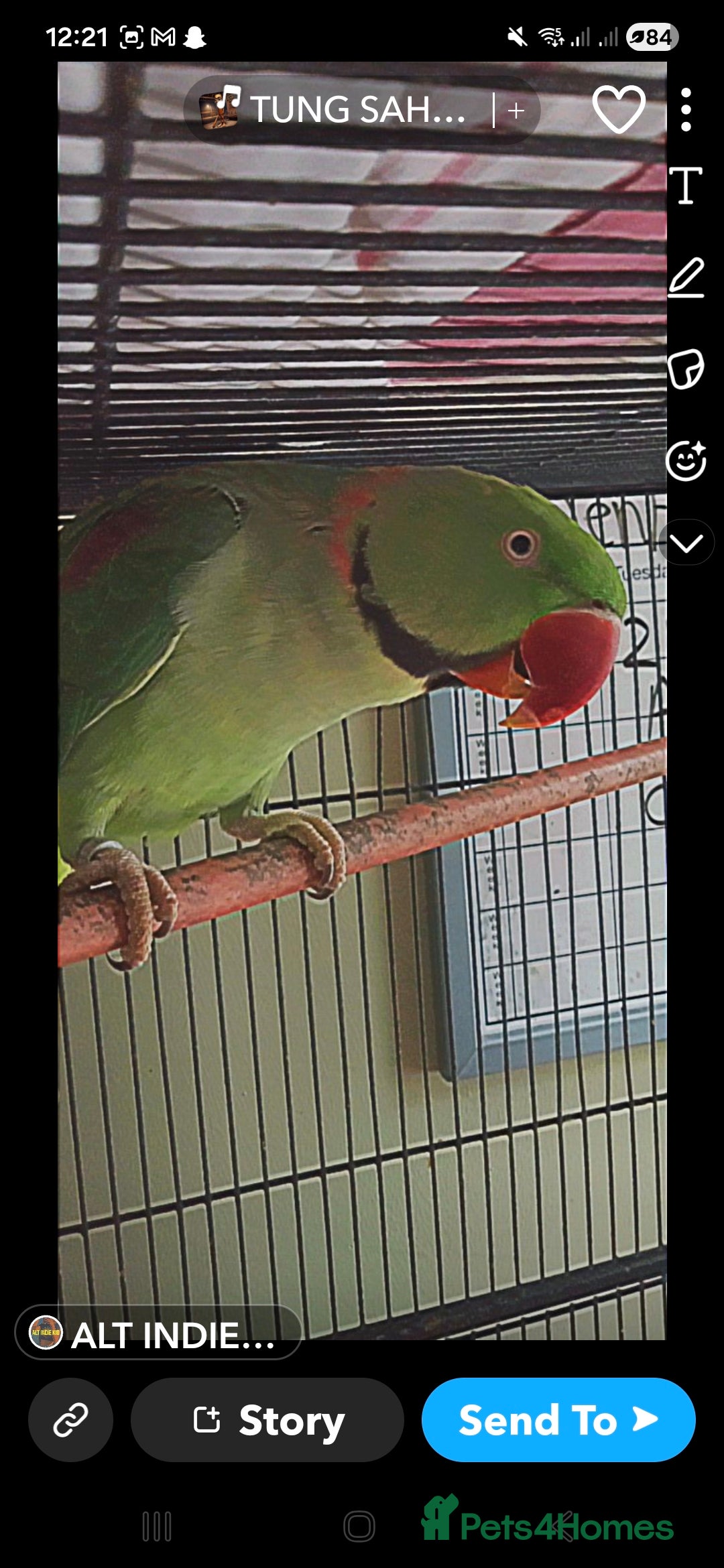 Parrots birds for sale: Male alexander parrot for sale - Advert 8