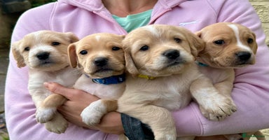 Cocker Spaniel dogs - Advert 4