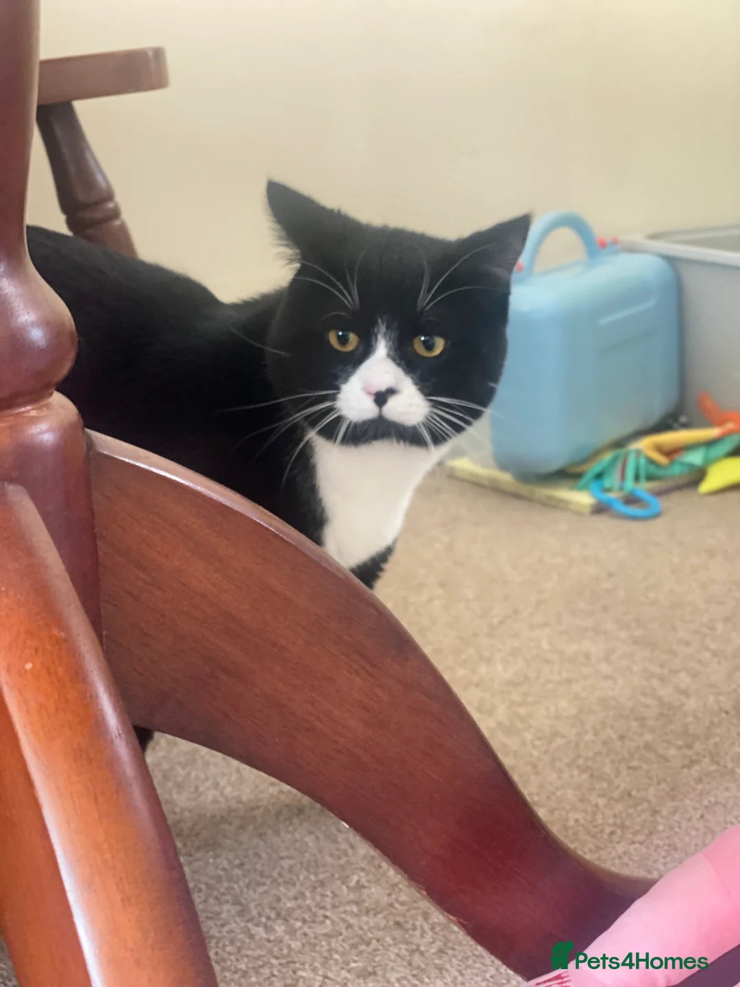 British Shorthair cats for sale: Fiona British short hair mixed breed female  in Hull - Advert 2