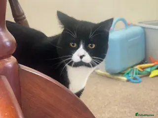 British Shorthair cats Fiona British short hair mixed breed female - Advert 10