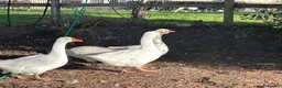 Geese poultry for sale: Female geese - Advert 2