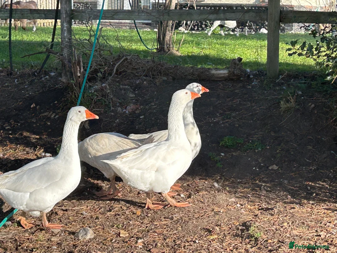 Geese poultry for sale: Female geese - Advert 2